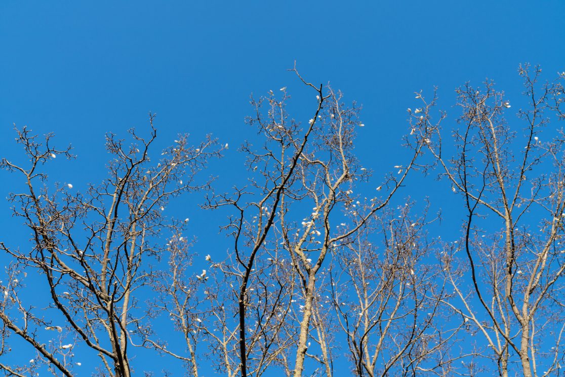 Magnolija