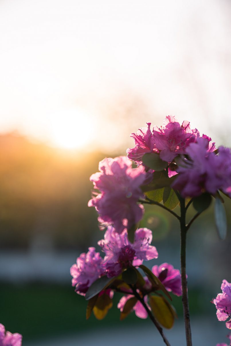 Rododendri
